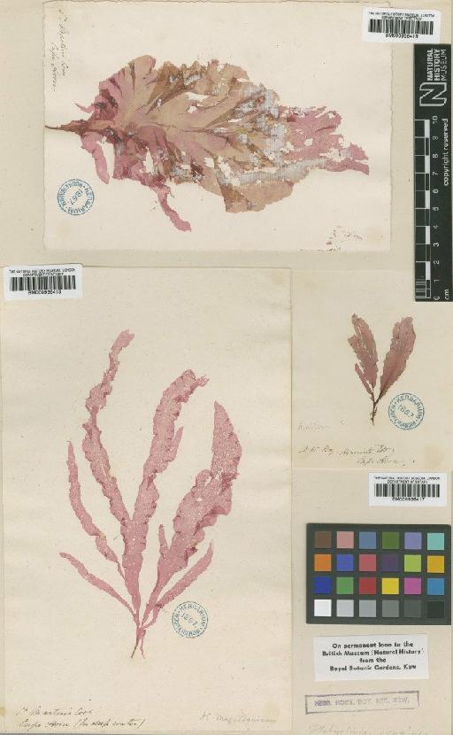 Myriogramme crozieri (Hook.f. & Harv.) Kylin - BM000936419