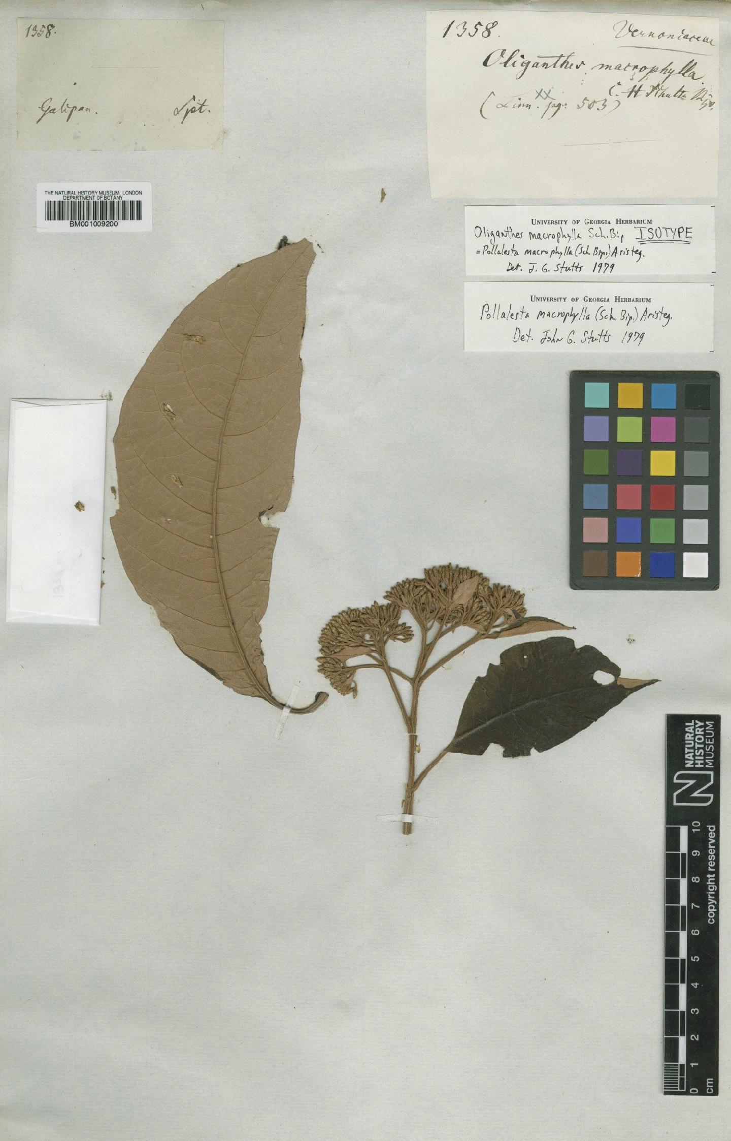 To NHMUK collection (Pollalesta macrophylla (Sch.Bip.) Aristeg.; Isotype; NHMUK:ecatalogue:557338)