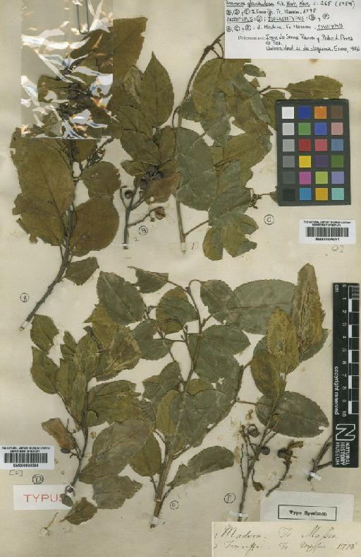 Rhamnus glandulosa Aiton - BM000829291