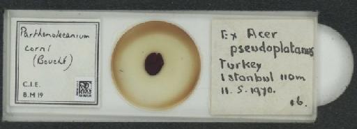 Parthenolecanium corni (Bouche, 1844) - 010138080_117397_1101018
