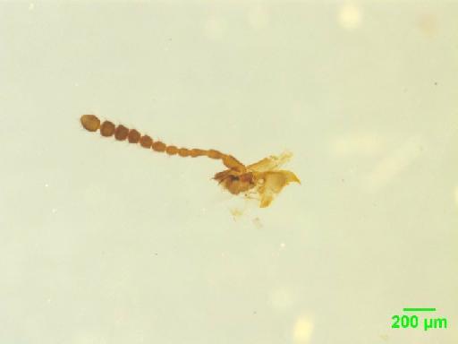 Omaliinae MacLeay, W. S., 1825 - 010189175___3