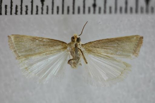 Argyria lusella Zeller - 013696754 Argyria lusella Zeller HT F V