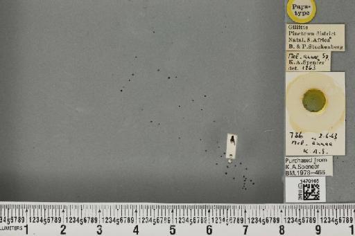 Melanagromyza annae Spencer, 1964 - BMNHE_1470165_44716