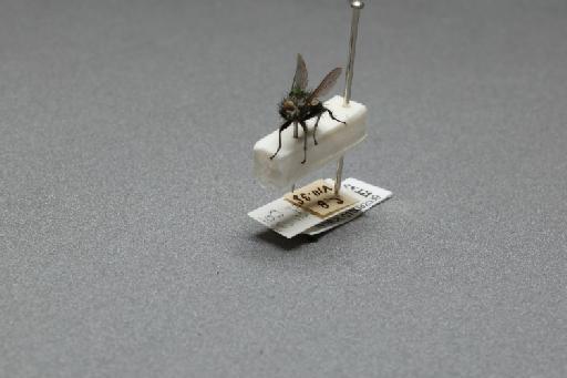 Sarcophaga (Myorhina) nigriventris Meigen, 1826 - 015092039_additional_3