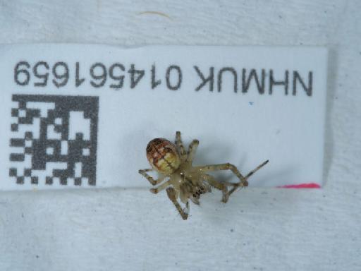 Neoscona adianta (Walckenaer, 1802) - 014561659_4