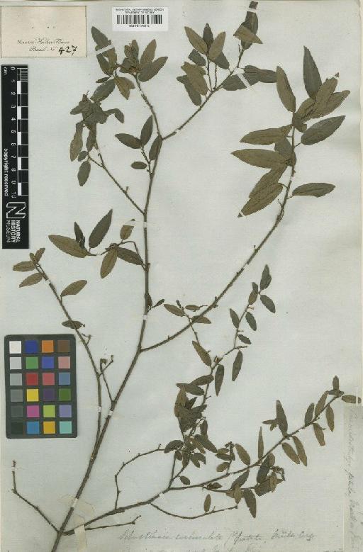 Sebastiania hispida var. patula (Mart.) Pax - BM001125074