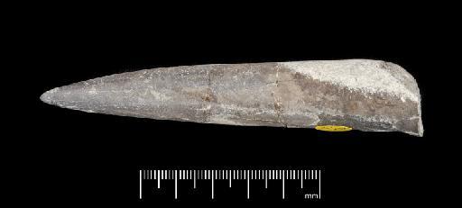 Acrocoelites (Odontobelus) subtricissus Kolb - PI CC  904 - belemnite