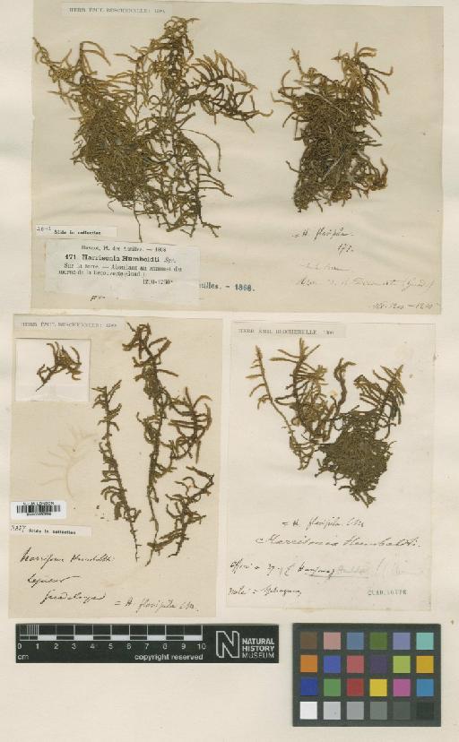 Rhacocarpus humboldtii (Hook.) Lindb. - BM000960896_a