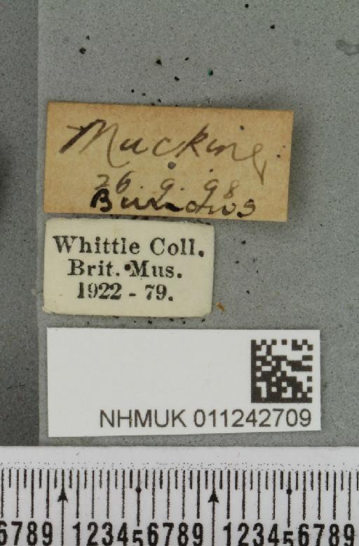 Aporophyla lutulenta (Denis & Schiffermüller, 1775) - NHMUK_011242709_label_643822