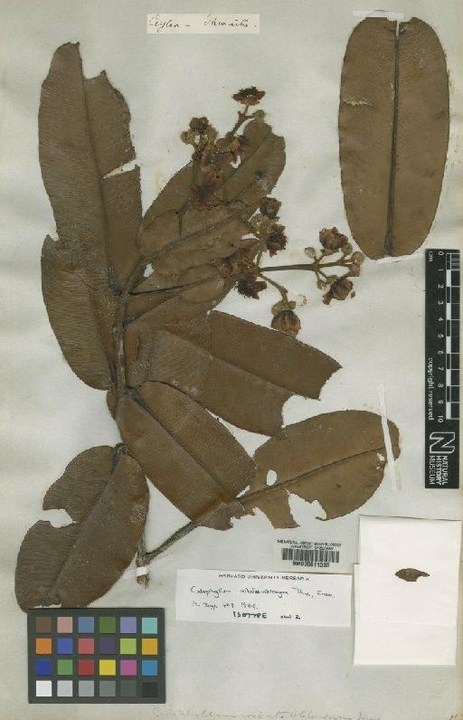 Calophyllum cordato-oblongum Thwaites - BM000611330