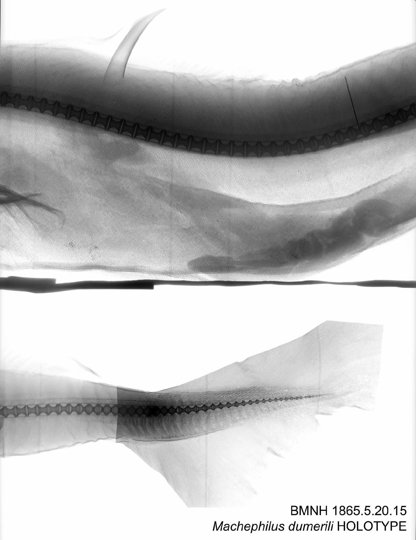 To NHMUK collection (Machephilus dumerili Johnson, 1868; HOLOTYPE; NHMUK:ecatalogue:3135400)