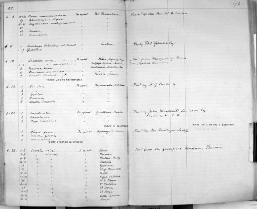 Leptocephalus yarrelli - Zoology Accessions Register: Reptiles & Fishes: 1878 - 1892: page 176