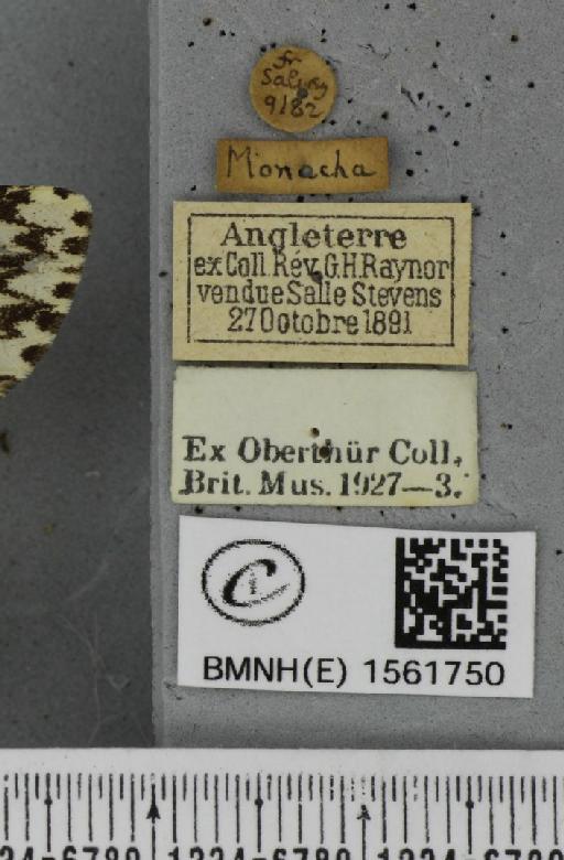 Lymantria monacha (Linnaeus, 1758) - BMNHE_1561750_label_251445