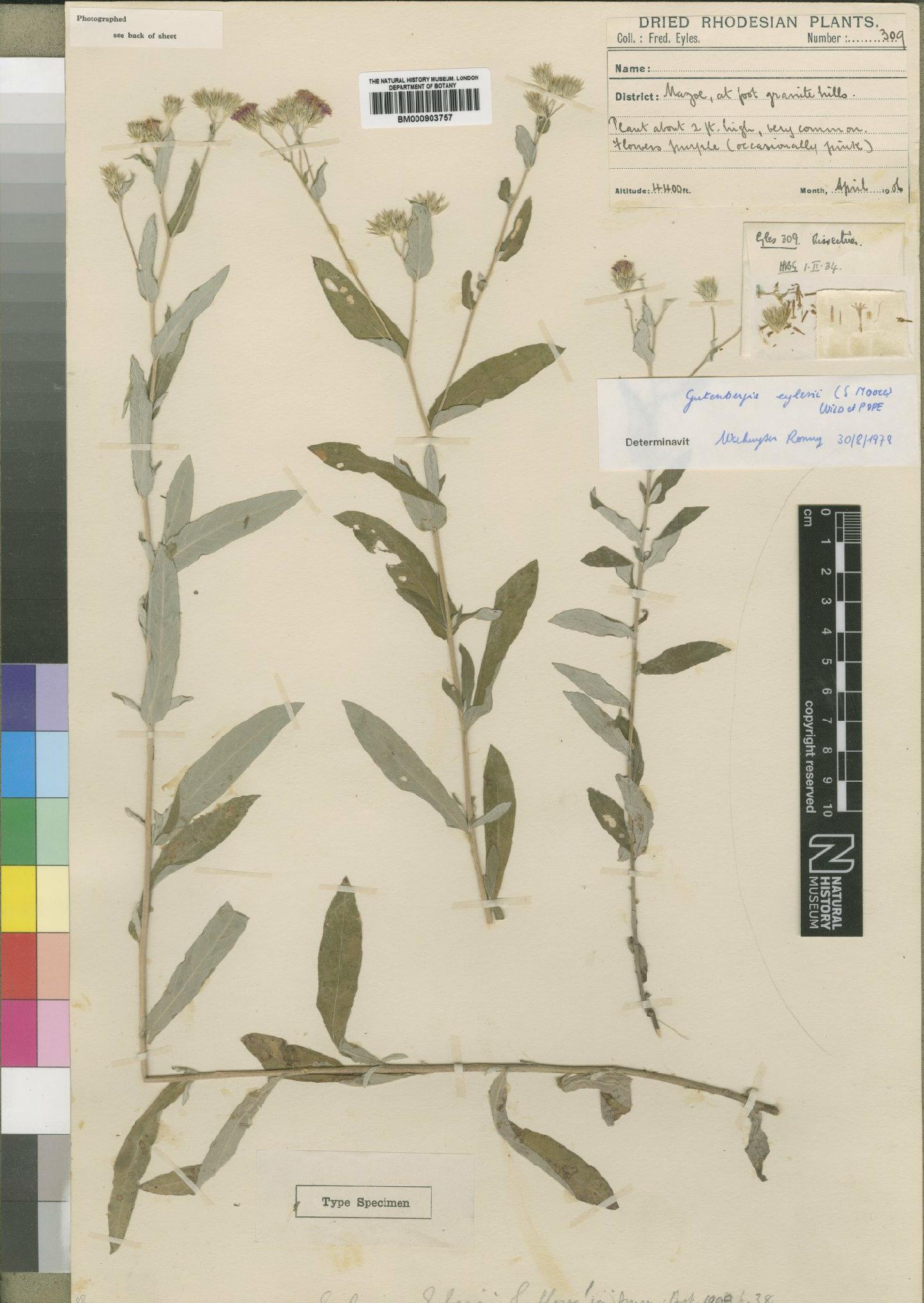 To NHMUK collection (Gutenbergia eylesii Moore; Type; NHMUK:ecatalogue:4528762)