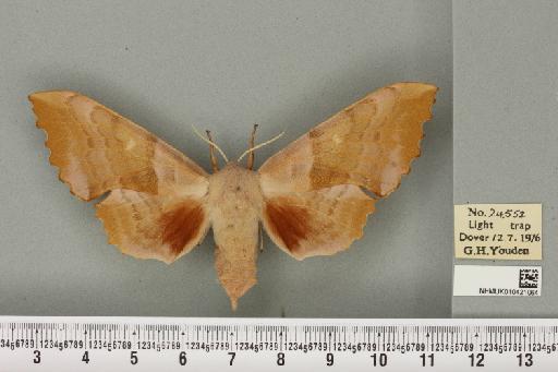 Laothoe populi populi (Linnaeus, 1758) - NHMUK_010421064_526006