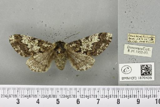 Biston strataria ab. berus Hörhammer, 1933 - BMNHE_1870436_461008