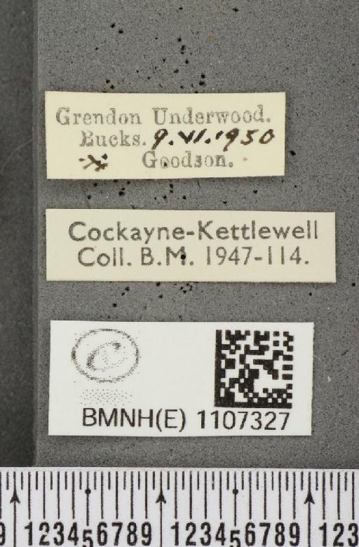 Euphydryas aurinia ab. virgata Tutt, 1896 - BMNHE_1107327_label_18566
