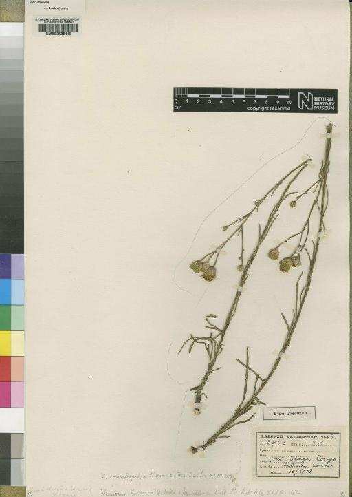 Vernonia smaragdopappa Moore - BM000629465