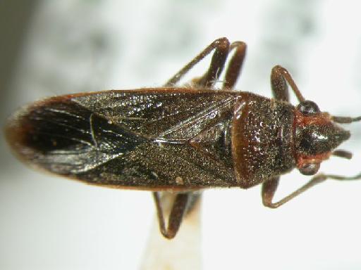 Arocatus aenescens Stål - Hemiptera: Arocatus Aen