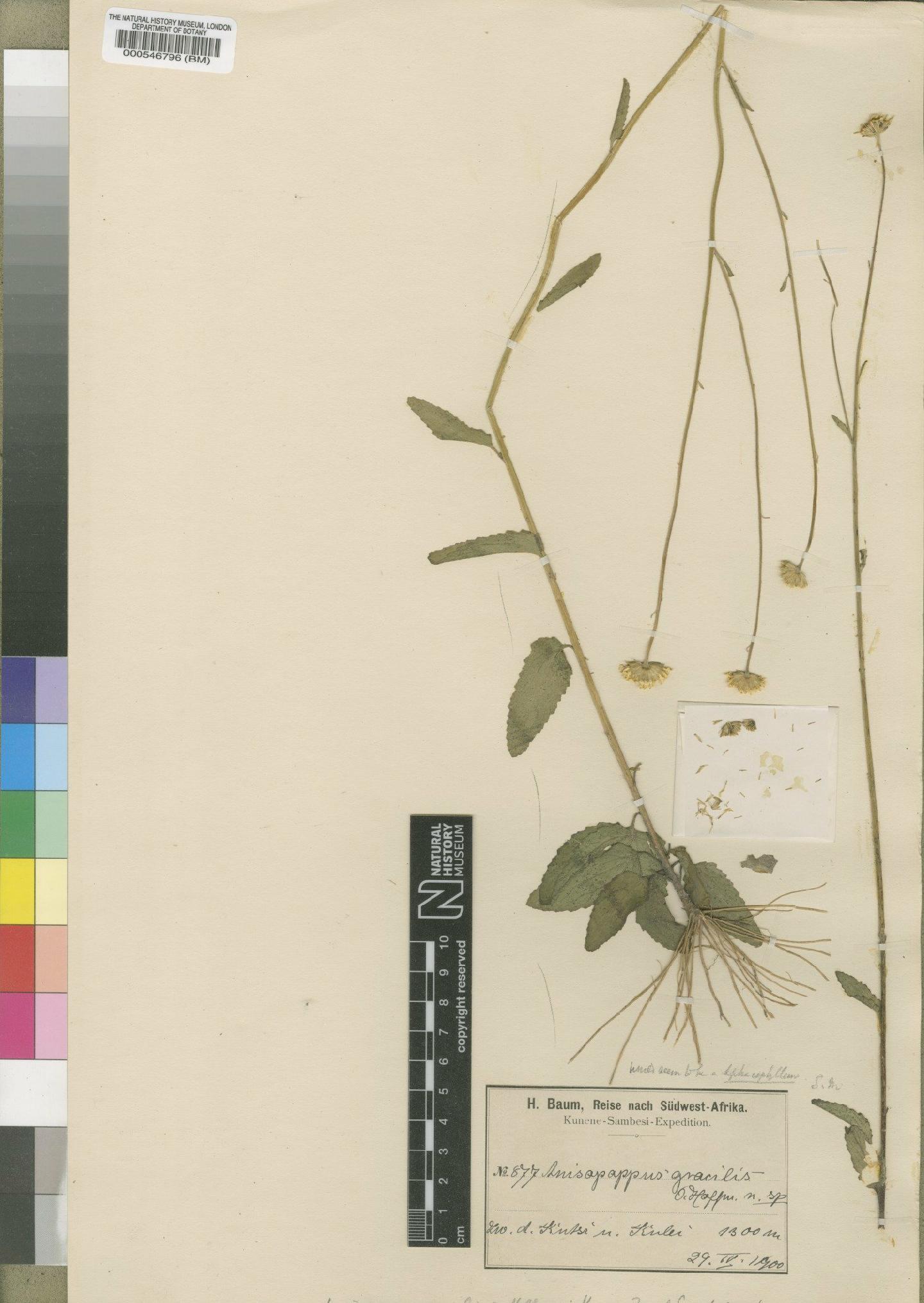 To NHMUK collection (Anisopappus gracilis O.Hoffm.; Isotype; NHMUK:ecatalogue:4528528)