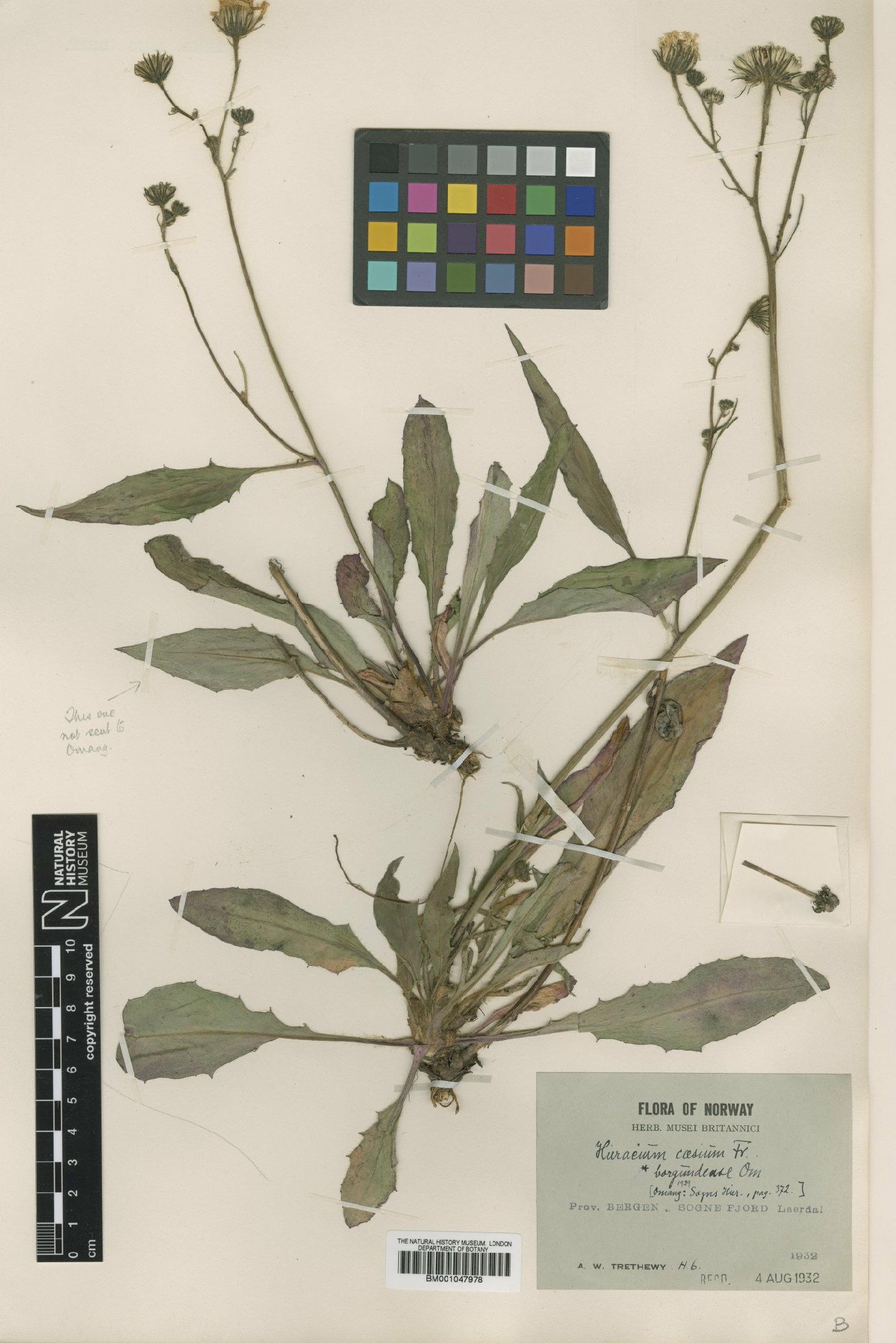 To NHMUK collection (Hieracium borgundense Omang; NHMUK:ecatalogue:2820362)