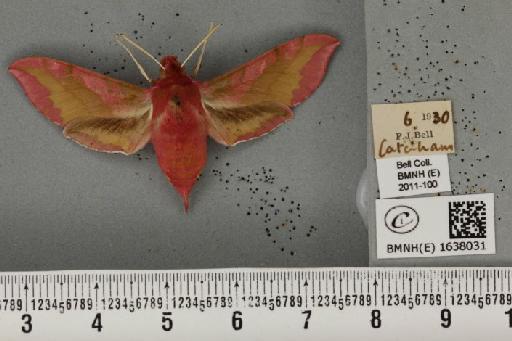 Deilephila porcellus (Linnaeus, 1758) - BMNHE_1638031_207084