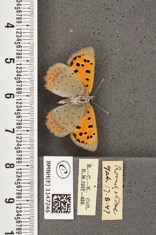 Lycaena phlaeas eleus ab. infrarufolineata Lempke, 1954 - BMNHE_1147246_109205