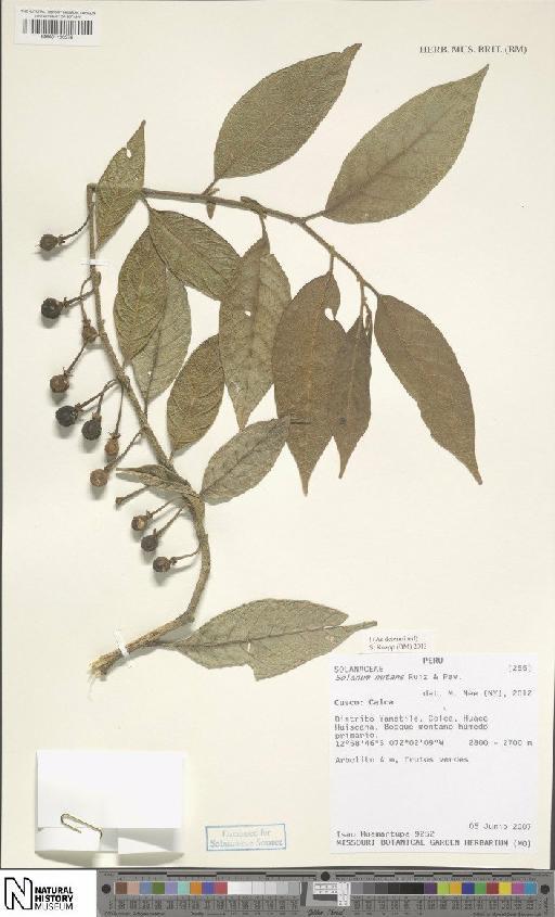 Solanum nutans Ruiz & Pav. - BM001120276