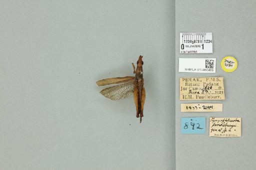 Pyrgophlaeoba pendleburyi Miller, N.C.E., 1929 - 012498469_71597_84145