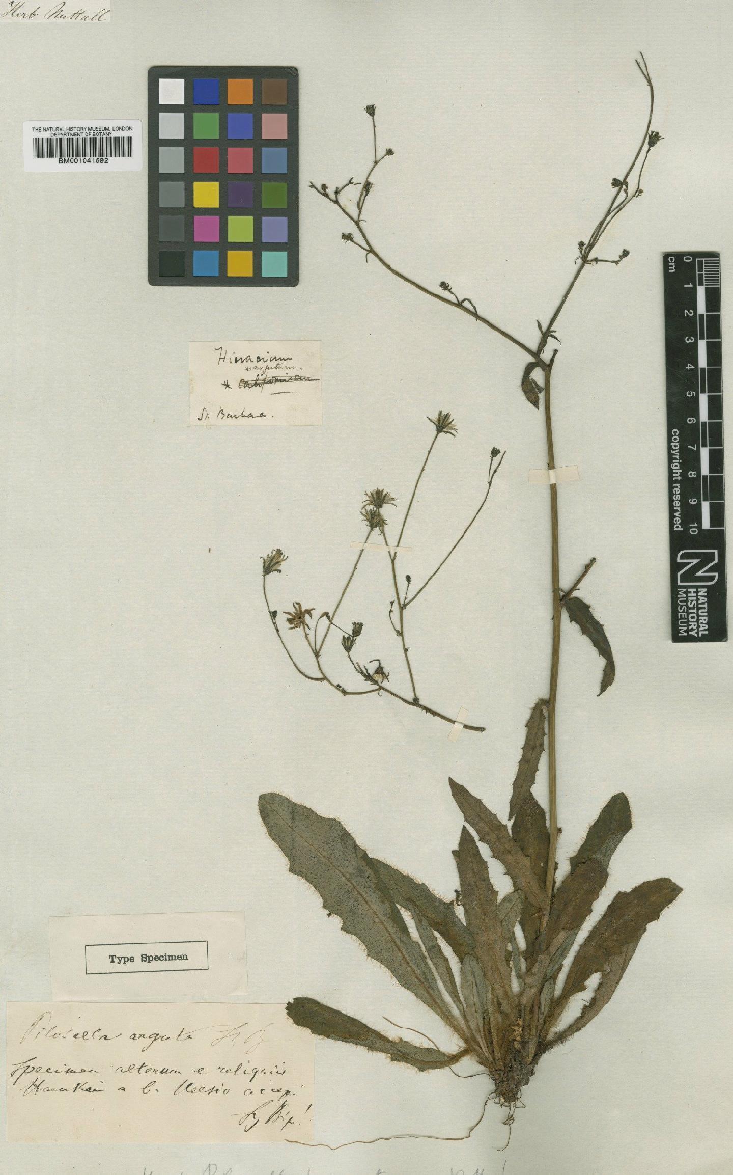 To NHMUK collection (Hieracium argutum Nutt.; Type; NHMUK:ecatalogue:1163628)