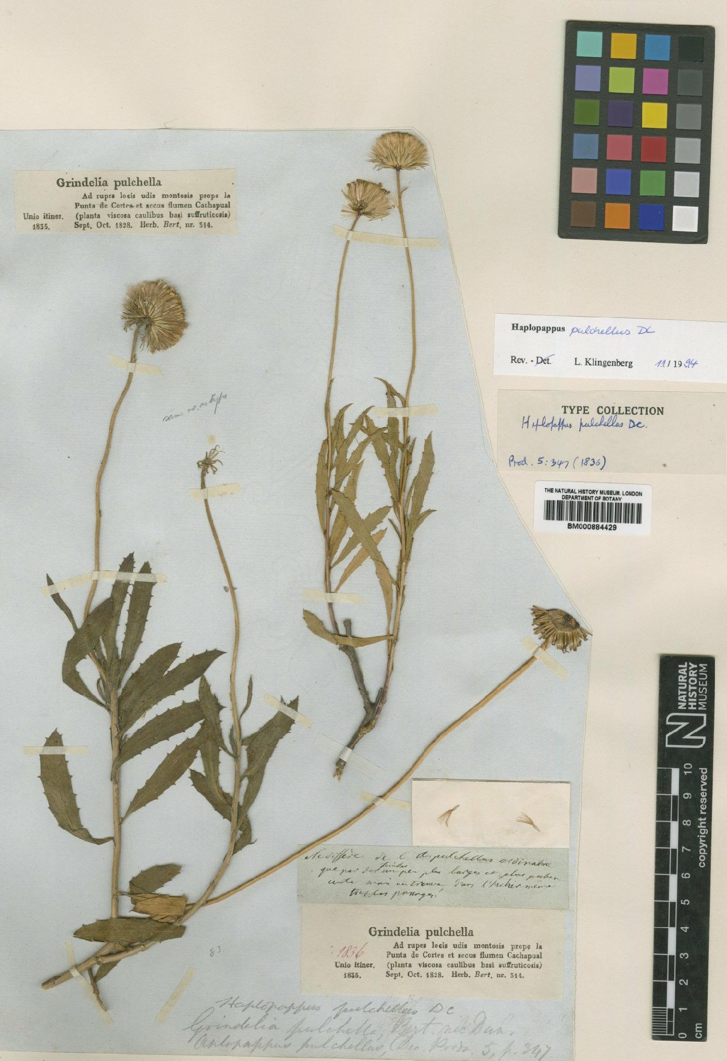 To NHMUK collection (Haplopappus pulchellus DC.; Isotype; NHMUK:ecatalogue:4994181)