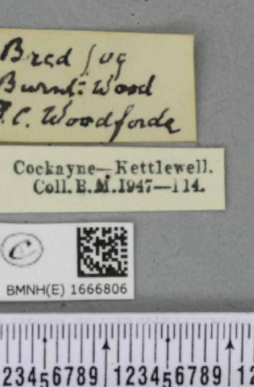 Cyclophora albipunctata ab. griseata Lempke, 1949 - BMNHE_1666806_label_274138