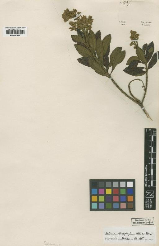 Solanum stenophyllum Dunal - BM000815927