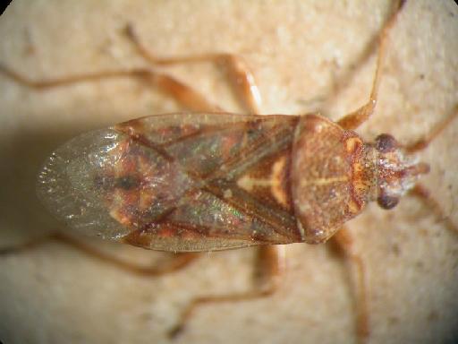 Pylorgus semicruciastus Motschulsky - Hemiptera: Pylorgus Sem