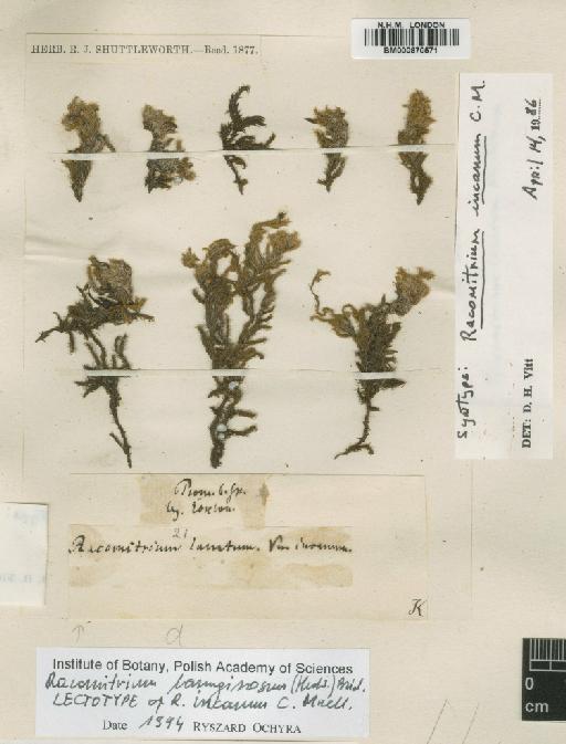 Racomitrium lanuginosum (Hedw.) Brid. - BM000870571