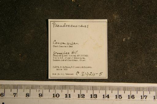 Pseudocenoceras Spath, 1927 - c 81424 Pseudocenoceras schroederi