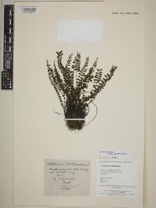 Asplenium trichomanes subsp. quadrivalens D.E.Mey. - BM012556989