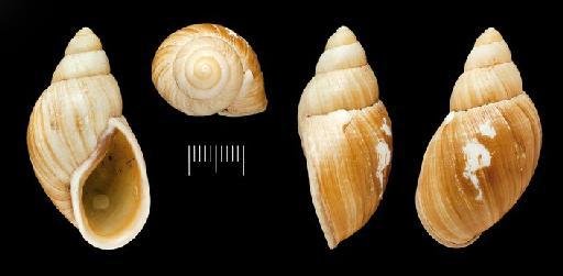 Bulimus pyrostomus class Gastropoda Pfeiffer, 1860 - Bulimus pyrostomus Pfeiffer, 1860 - LECTOTYPE - 1975235