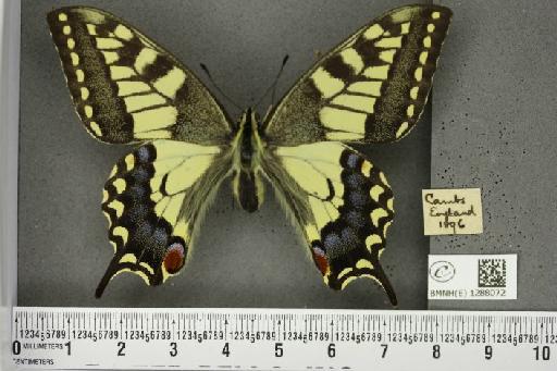 Papilio machaon britannicus Seitz, 1907 - BMNHE_1288072_126849