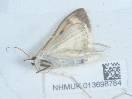Patania ruralis (Scopoli, 1763) - 013698784_4