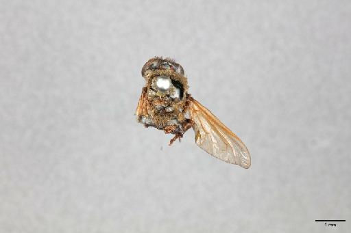 Corsomyza hirtipes Macquart, 1840 - 013445813_dorsal habitus