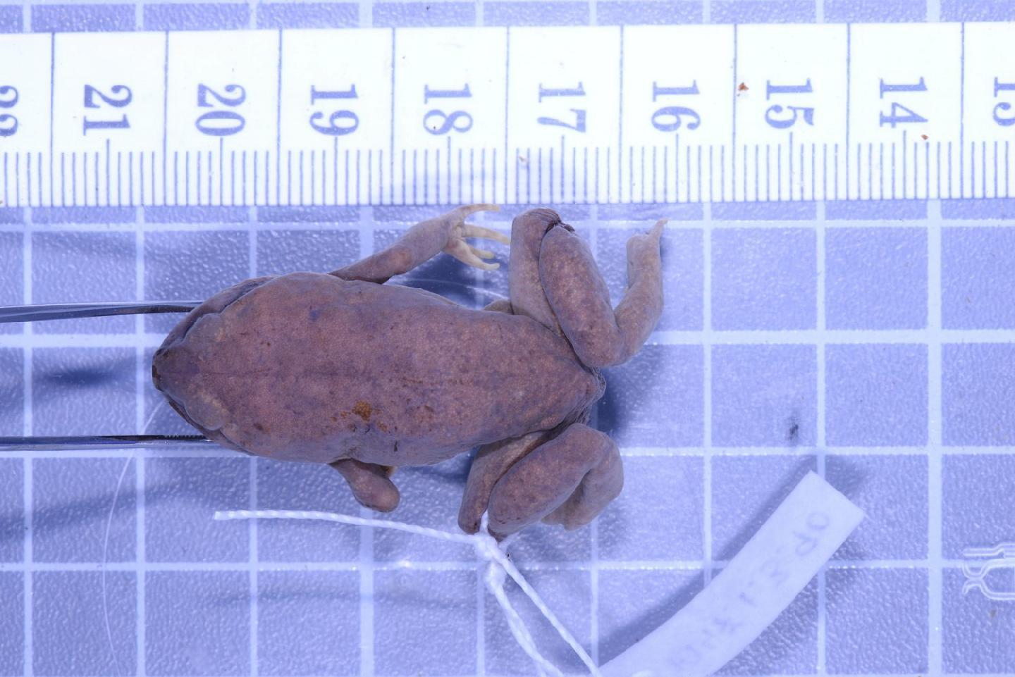 Callulops wilhelmanus