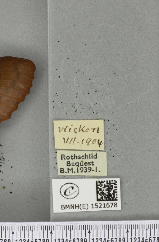 Gastropacha quercifolia (Linnaeus, 1758) - BMNHE_1521678_label_198501