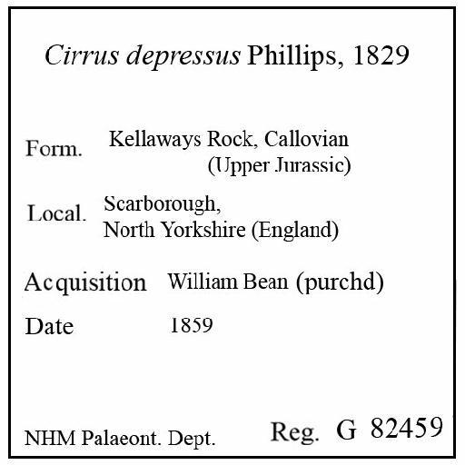 Cirrus depressus Phillips, 1829 - G 82459. Cirrus depressus (label)