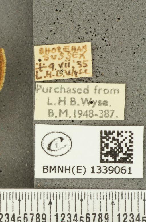Ochlodes sylvanus (Esper, 1777) - BMNHE_1339061_label_154937