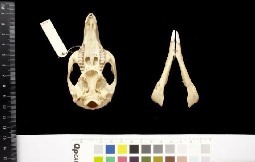Macropus bedfordi Thomas, 1900. - 1900.2.19.1_Skull_Ventral