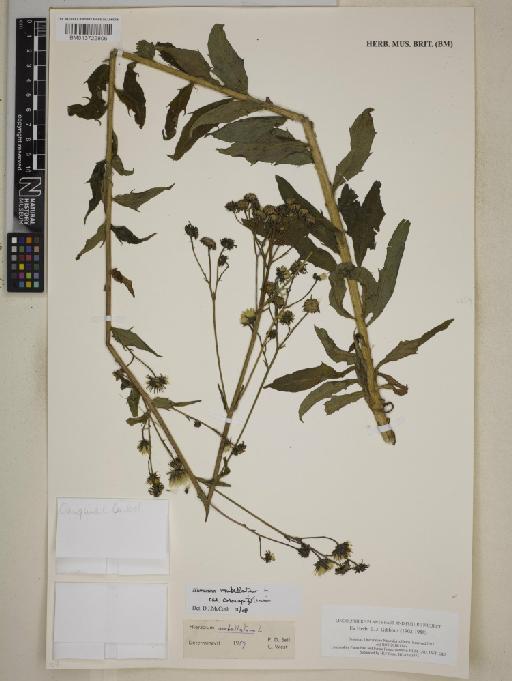 Hieracium umbellatum var. coronopifolium (Bernh. ex Hornem.) Froel. - BM013722806