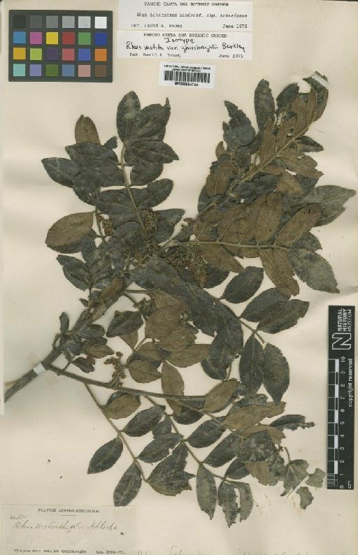 Rhus schiedeana subsp. schiedeana Schltdl. - BM000884740