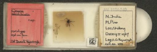 Cinara (Cinarella) atrotibialis David & Rajasingh, 1968 - 010109242_112962_1093832