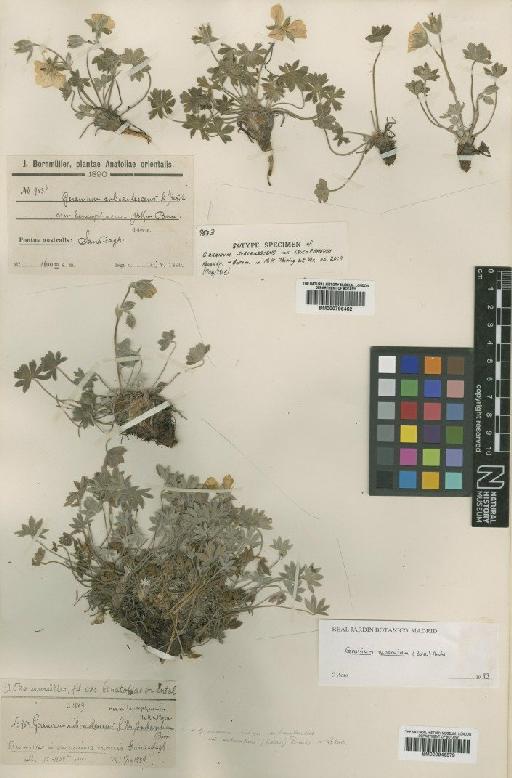 Geranium cinereum subsp. subcaulescens (DC.) Hayek - BM000946579